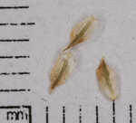 Pale sedge